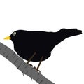 Blackbird on a branch