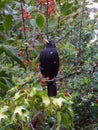 Blackbird on branch with red winter berries