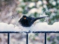 Blackbird causing an avalanche