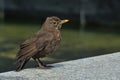Blackbird chick on a dark background. Little songbird. Royalty Free Stock Photo