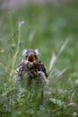 Blackbird chick in the grass Royalty Free Stock Photo