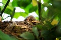 Blackbird chick in a hidden nest, Salzburg, Austria Royalty Free Stock Photo