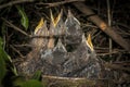 Blackbird Chicks in the Nest Royalty Free Stock Photo