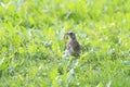 Blackbird collects in the beak worms in the green grass Royalty Free Stock Photo