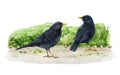 Blackbird couple on the ground. Watercolor illustration. Realistic turdus merula bird image. Blackbird European common