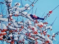 Blackbird in a Crab Apple Tree