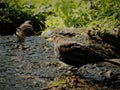 Blackbird on the creek on the rock in sunlight, Finland