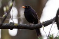 Blackbird at dusk sits on a branch Royalty Free Stock Photo