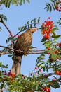 A blackbird is eating Royalty Free Stock Photo