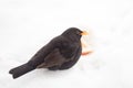 Blackbird eating an apple in the snow during winter on balcony