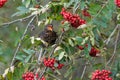 Blackbird eating berries