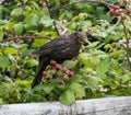 Blackbird eating a blackberry