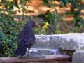 Blackbird eating a caterpillar