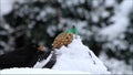 Blackbird eating seeds in snow