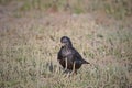 Blackbird eating a worm