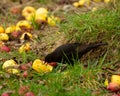 Blackbird, Turdus merula, feeding on fallen apples on grass