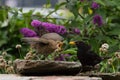 Blackbird feeding fledgling