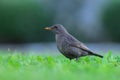 Blackbird feeding in meadow grass with soft evening light in Cres Croatia Royalty Free Stock Photo