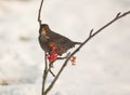 Blackbird feeding on Rowan berry Royalty Free Stock Photo