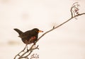 Blackbird feeding on Rowan berry