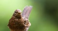 Blackbird female bird observing. Black brown blackbird songbird sitting and eating insects with out of focus green bokeh back