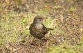 Blackbird female on the grass Royalty Free Stock Photo