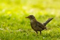 Blackbird female