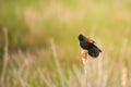 Blackbird in a field