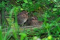 Blackbird fledglings