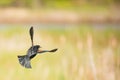 Blackbird flying, Huntley Meadows Park, Arlington, VA Royalty Free Stock Photo