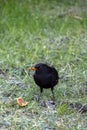Blackbird foraging on grass with a piece of fruit in a garden during springtime Royalty Free Stock Photo