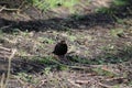 Blackbird foraging in the woods