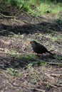 Blackbird foraging in the woods