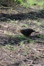 Blackbird foraging in the woods