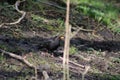 Blackbird foraging in the woods