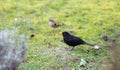 Blackbird or Garrulus in backyard for biodiversity in European gardens