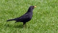 Blackbird on grass