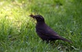 Blackbird on grass, building nest Royalty Free Stock Photo