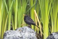 virgin nature, blackbird among the greenery stands on a stone Royalty Free Stock Photo