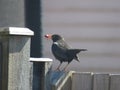 Blackbird has caught its dinner for tonight