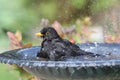 Blackbird having a bath