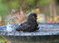 Blackbird having a bath