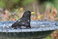 Blackbird Having A Bath