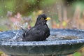 Blackbird having a bath