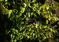 Blackbird having a berry for a snack.