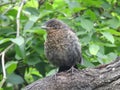 Blackbird is having a rest on strong grey branch.