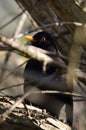 Blackbird hiding