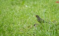 Blackbird hiding in the green grass