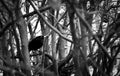 Blackbird hiding in a leafless sad bush and looking for food before the winter comes