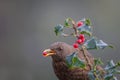 Blackbird with a holly berry in it`s beak.